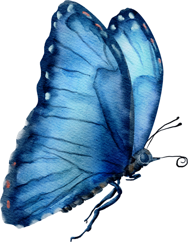 watercolor butterfly