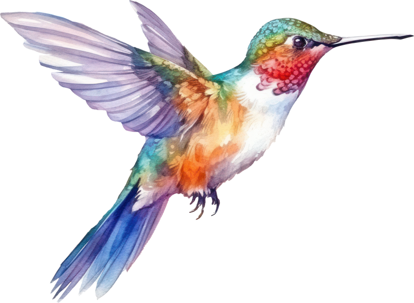 Bird hummingbird Watercolor Illustration