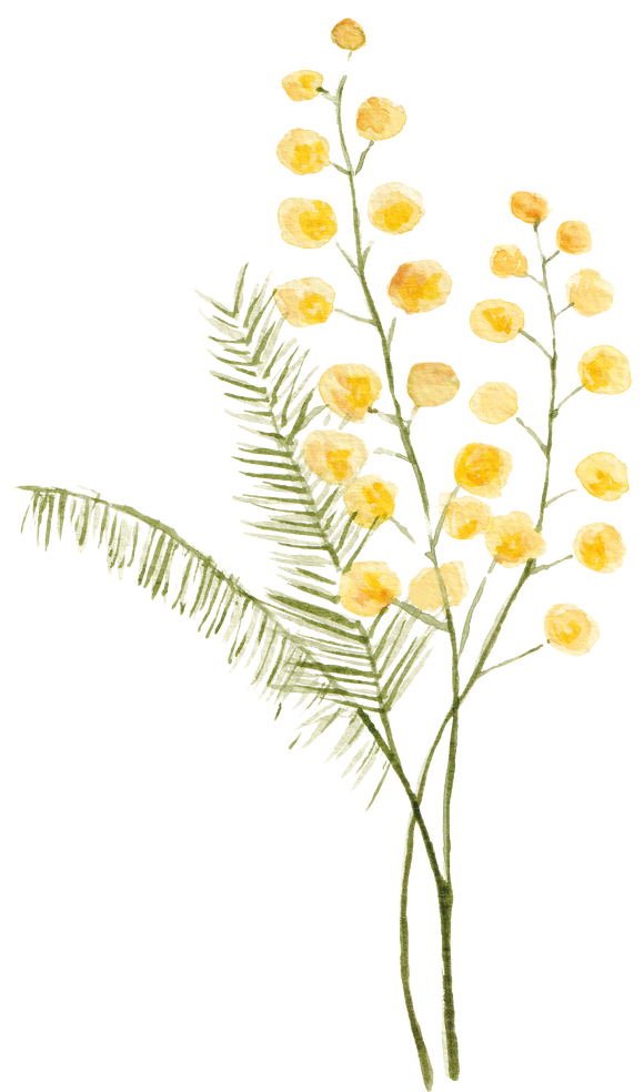 Watercolor Mimosa Flowers Illustration