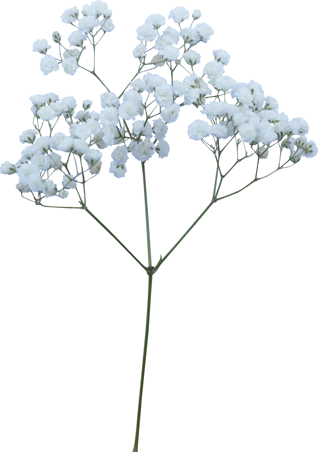 Baby's breath