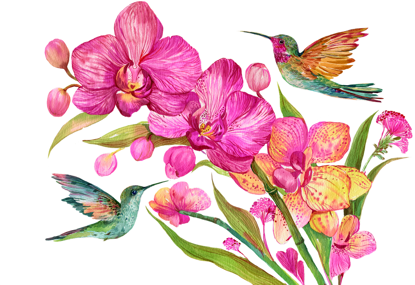 Flowers Orchid Hummingbird Birds Watercolor Illustration